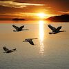Sleeping Well at Night During a Live Cloud Migration in a VMware Environment