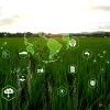 Green IoT for Energy Efficiency and Environmental Sustainability